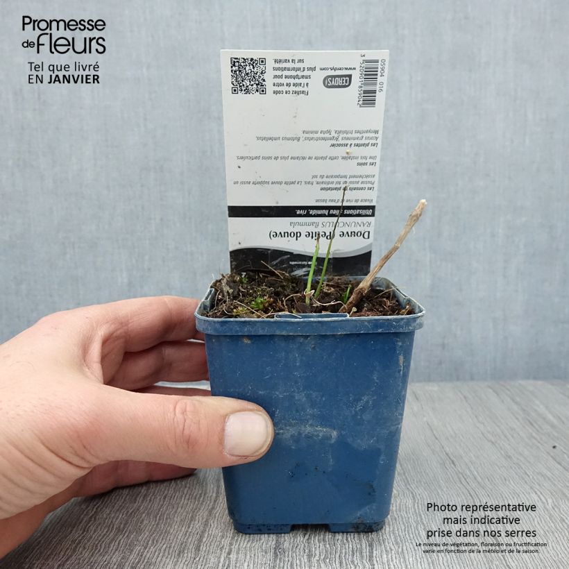 Ranunculus flammula - Ranuncolo delle passere Vasetto da 8/9 cm esemplare consegnato in inverno