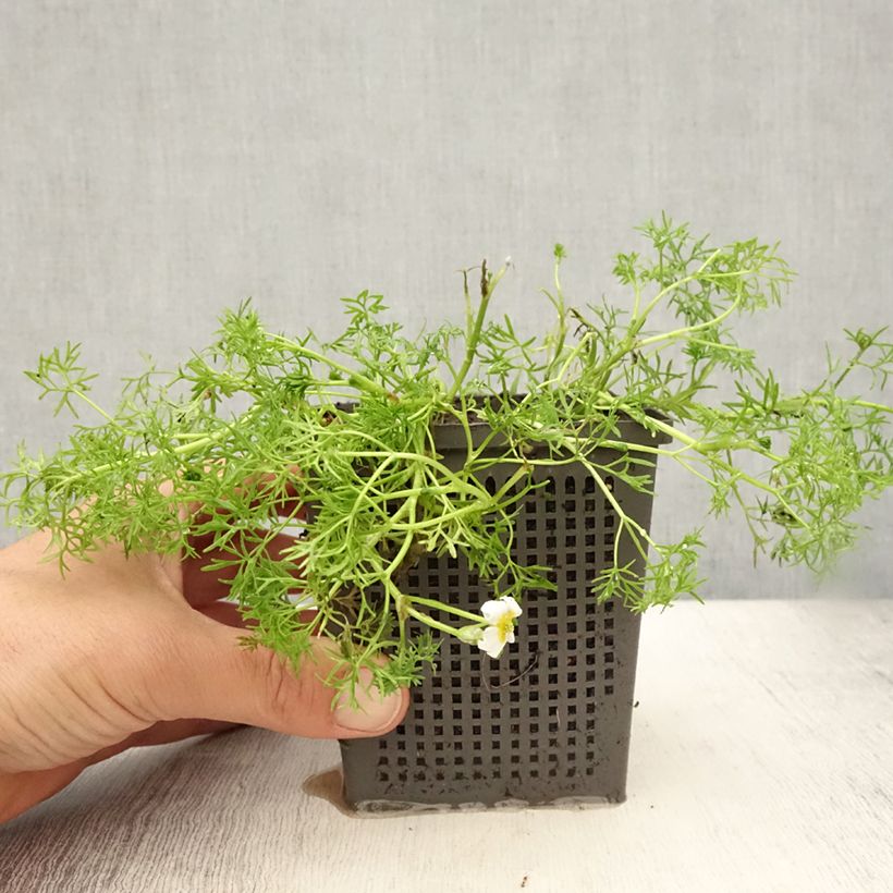 Esemplare di Ranunculus aquatilis - Ranuncolo acquatico Vaso da 1L/1,5L consegnato in estate