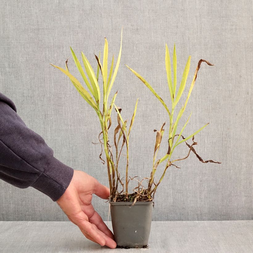 Esemplare di Ranunculus lingua - Ranuncolo delle canne Vasetto da 8/9 cm come consegnato in autunno