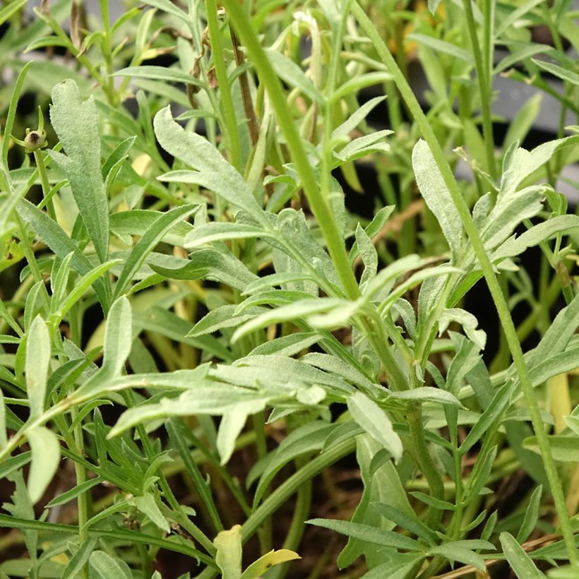 Ratibida columnifera Pulcherrima - Cappello messicano (Fogliame)