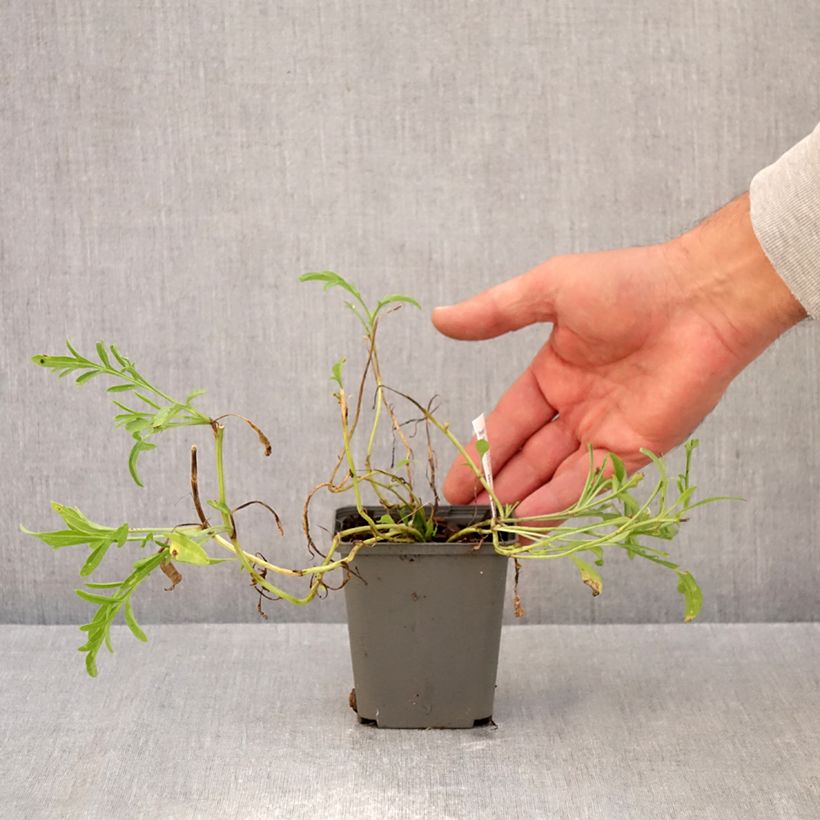 Esemplare di Ratibida columnifera Red Midget - Cappello messicano Vasetto da 8/9 cm come consegnato in autunno