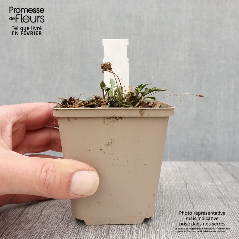 Ratibida pinnata Vasetto da 8/9 cm esemplare consegnato in inverno