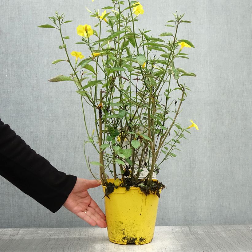 Esemplare di Reinwardtia indica Vaso da 4L/5L come consegnato in autunno