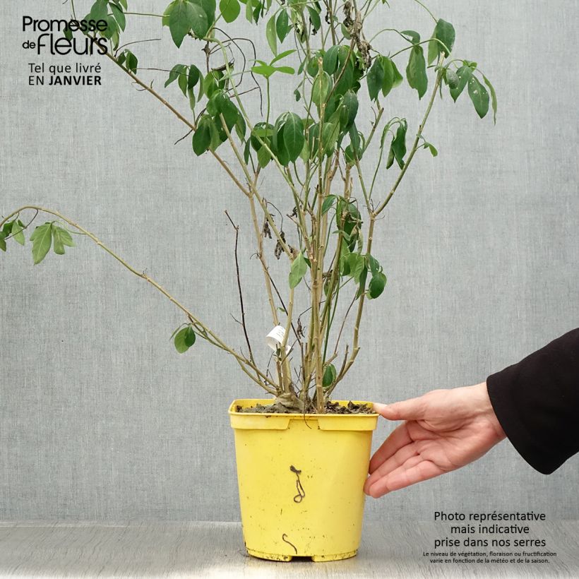 Reinwardtia indica Vaso da 4L/5L esemplare consegnato in inverno