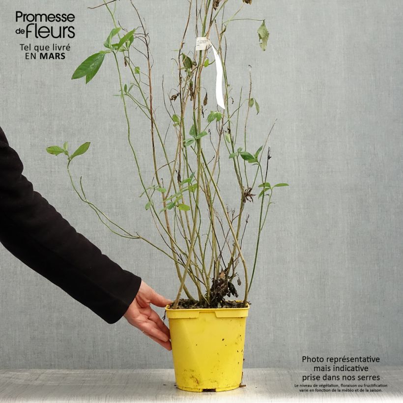 Reinwardtia indica Vaso da 4L/5L esemplare consegnato in primavera