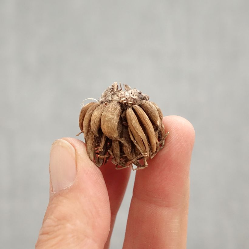 Ranuncolo asiatico Orange Bulbo taglia 8+ esemplare consegnato in primavera