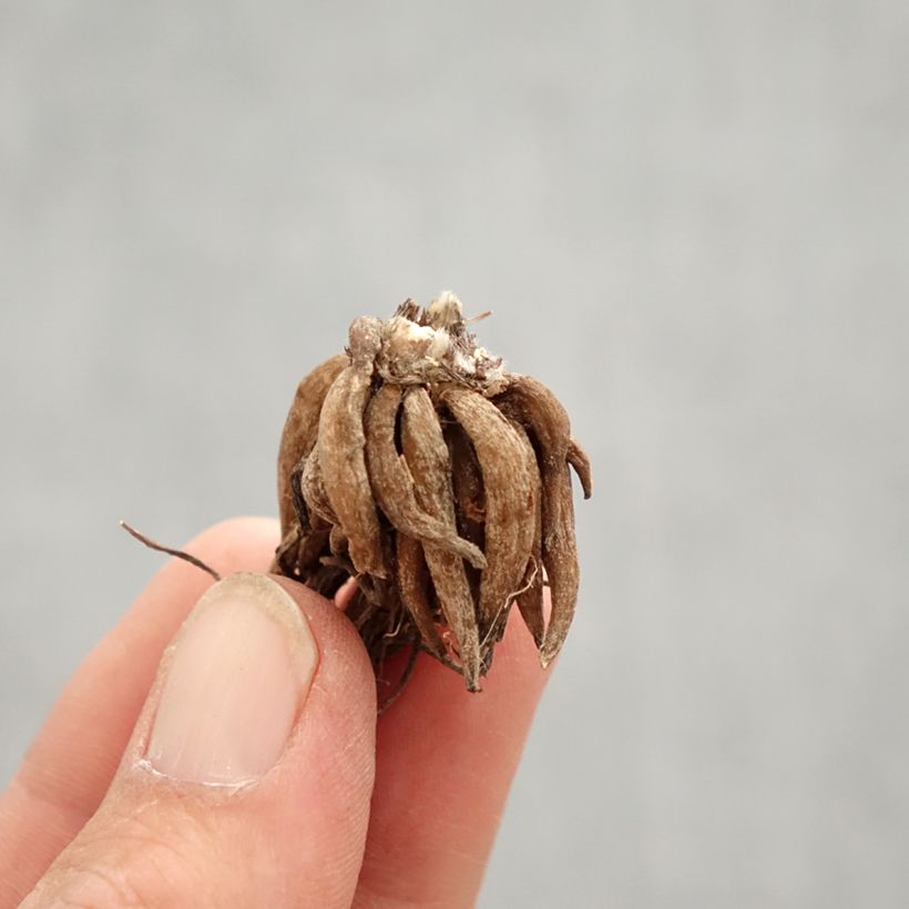 Ranuncolo asiatico Pink Bulbo taglia 8+ esemplare consegnato in primavera