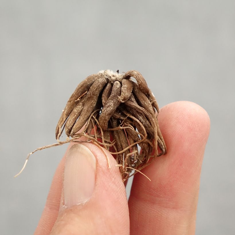 Ranuncolo asiatico Red Bulbo taglia 8+ esemplare consegnato in primavera