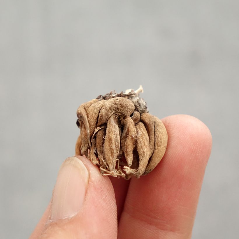 Ranuncolo asiatico Pauline Violet Bulbo taglia 8+ esemplare consegnato in primavera