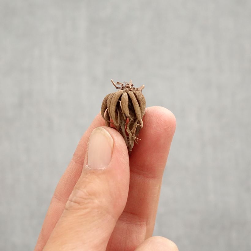 Ranunculus Picotée Café au lait - Ranuncolo asiatico Bulbo taglia 6+ esemplare consegnato in primavera