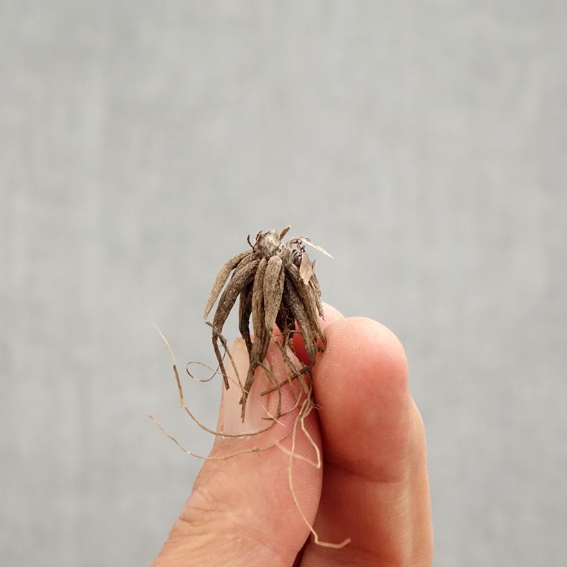 Ranunculus repens Multiplex Bulbo esemplare consegnato in primavera