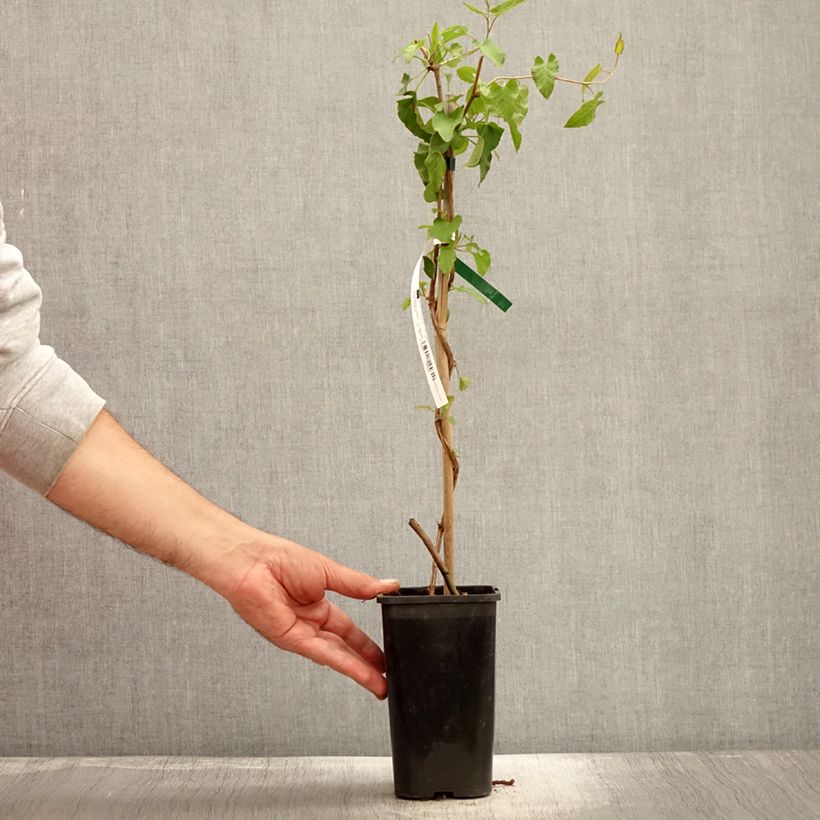 Esemplare di Fallopia aubertii Vaso da 1,5L/2L come consegnato in autunno