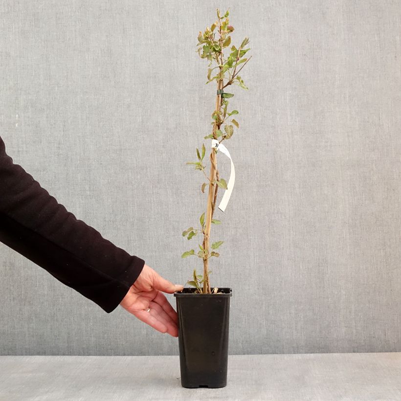 Fallopia aubertii Vaso da 1,5L/2L esemplare consegnato in primavera