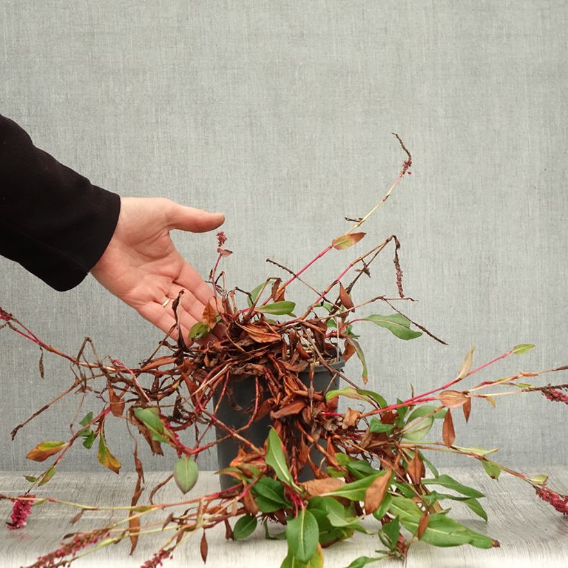 Esemplare di Persicaria affinis Darjeeling Red Vaso da 2L/3L come consegnato in autunno