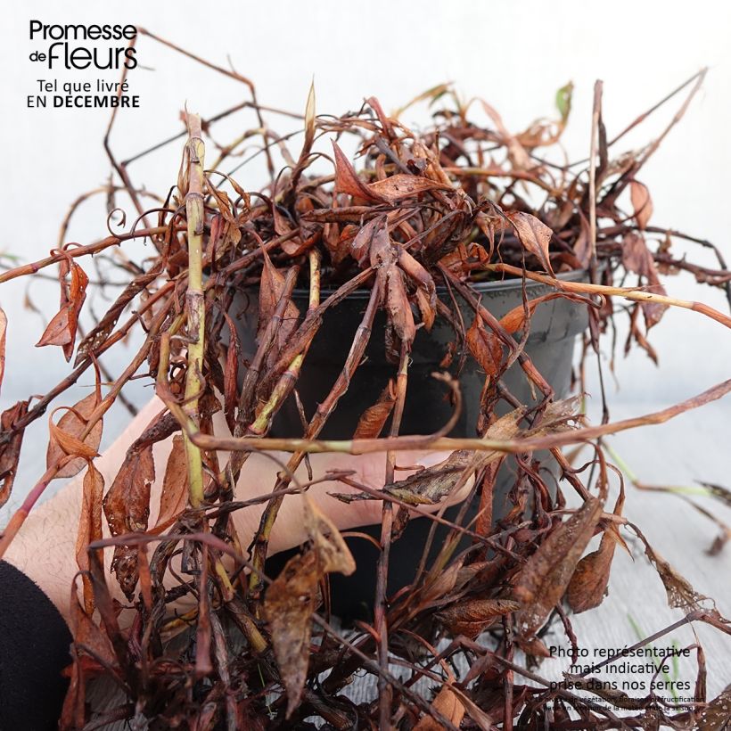 Esemplare di Persicaria affinis Donald Lowndes Vaso da 2L/3L come consegnato in autunno