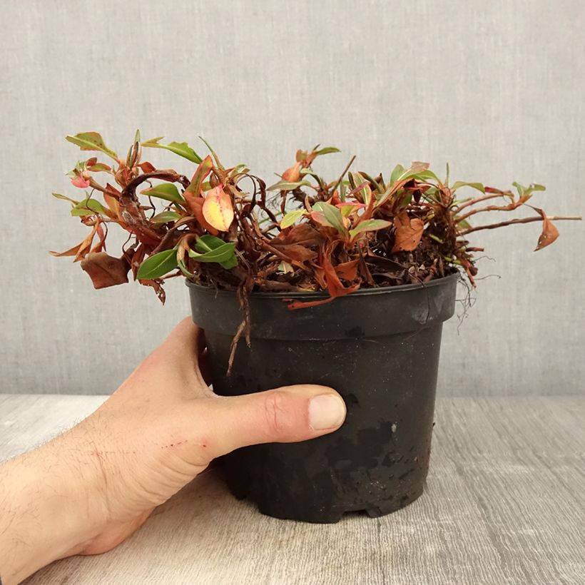 Persicaria affinis Donald Lowndes Vaso da 2L/3L esemplare consegnato in primavera