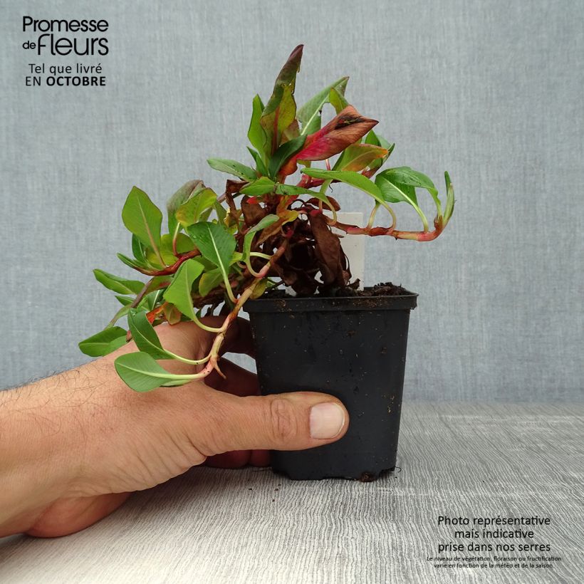 Esemplare di Persicaria affinis Donald Lowndes Vasetto da 8/9 cm come consegnato in autunno