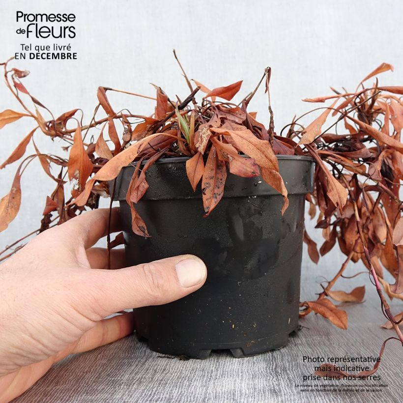 Esemplare di Persicaria affinis Kabouter Vaso da 2L/3L come consegnato in autunno