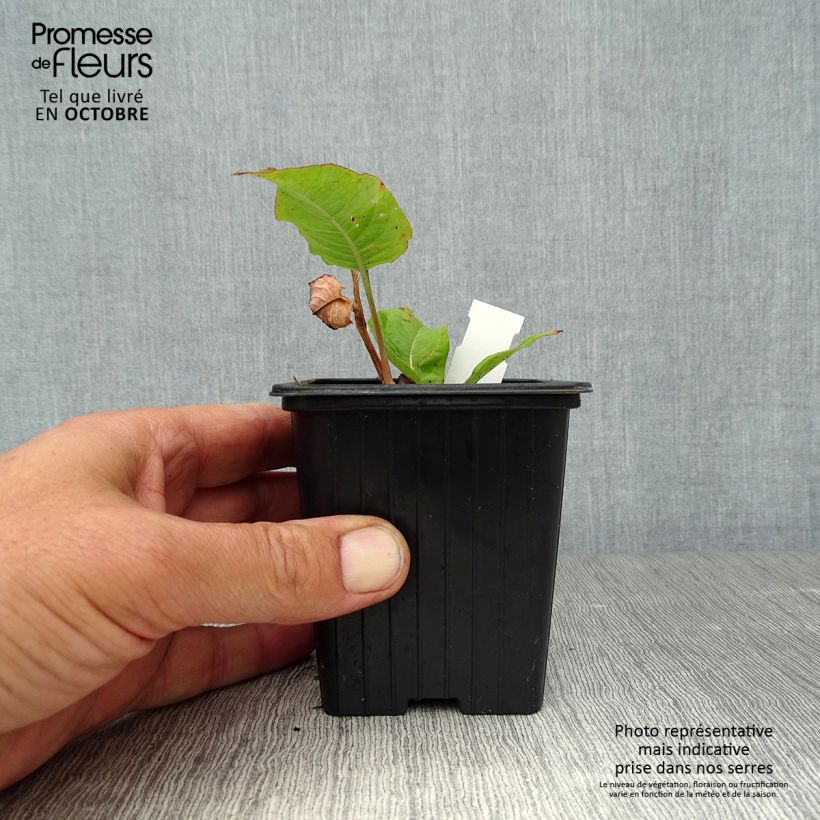 Esemplare di Persicaria amplexicaulis Alba Vasetto da 8/9 cm come consegnato in autunno