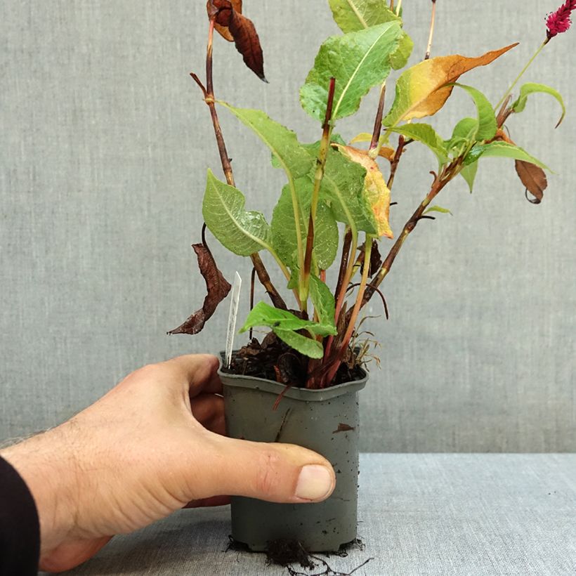 Esemplare di Persicaria amplexicaulis Amethyst Vasetto da 8/9 cm come consegnato in autunno