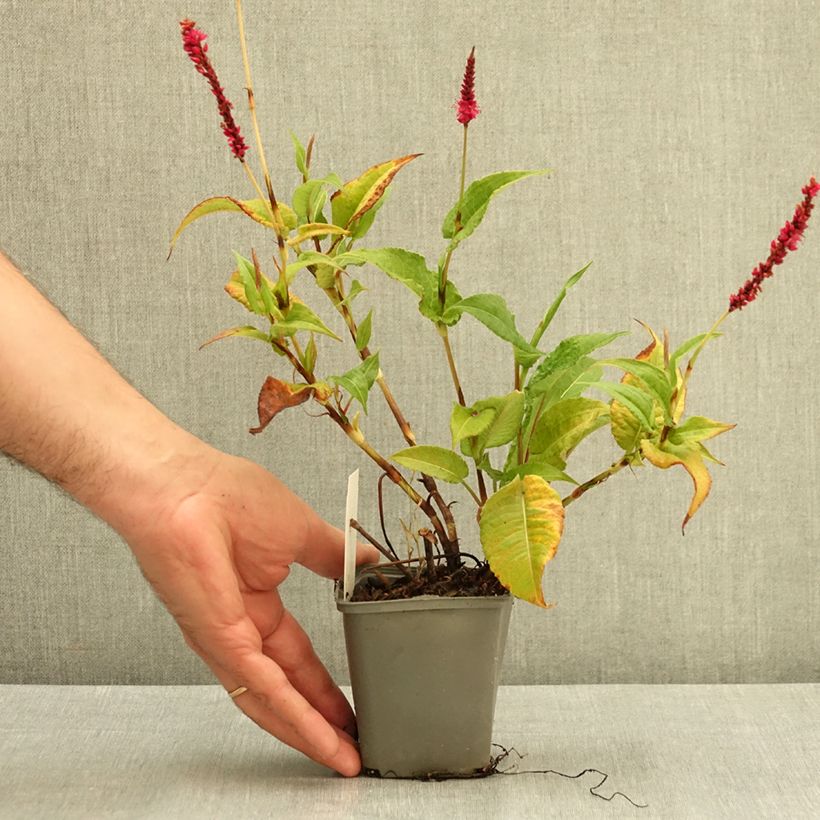 Esemplare di Persicaria amplexicaulis Amethyst Vasetto da 8/9 cm consegnato in estate