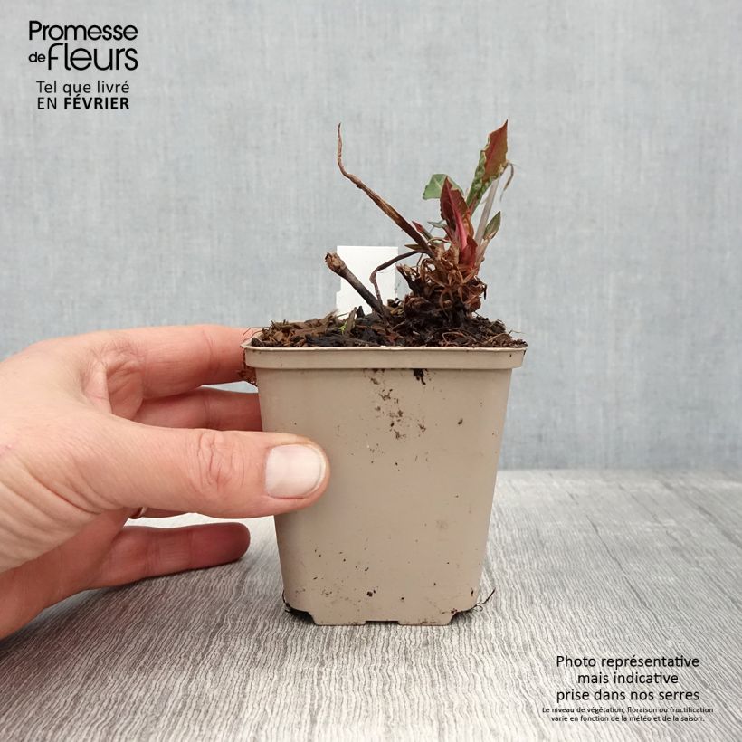 Persicaria amplexicaulis Black Dreams Vasetto da 8/9 cm esemplare consegnato in inverno