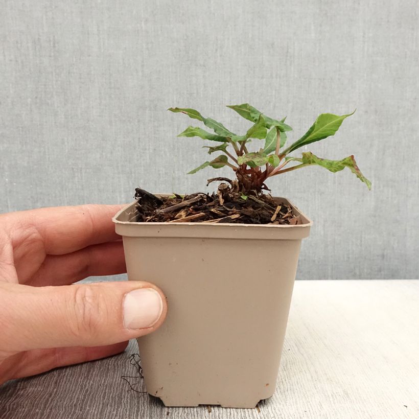 Persicaria amplexicaulis Black Dreams Vasetto da 8/9 cm esemplare consegnato in primavera