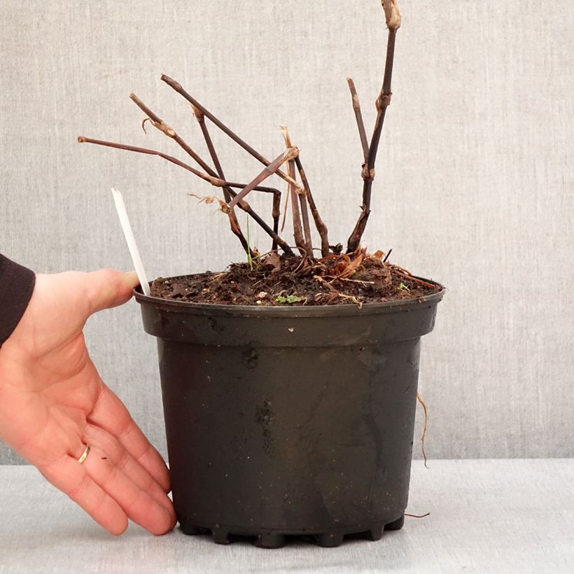 Persicaria amplexicaulis Blackfield Vaso da 2L/3L esemplare consegnato in inverno