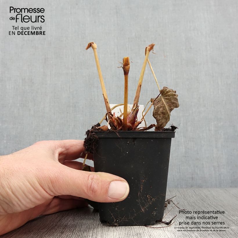 Esemplare di Persicaria amplexicaulis Bloody Mary Vasetto da 8/9 cm come consegnato in autunno