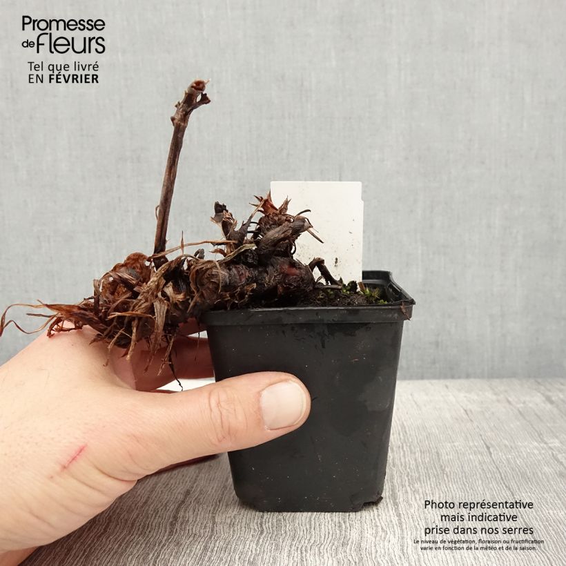 Persicaria amplexicaulis Bloody Mary Vasetto da 8/9 cm esemplare consegnato in inverno