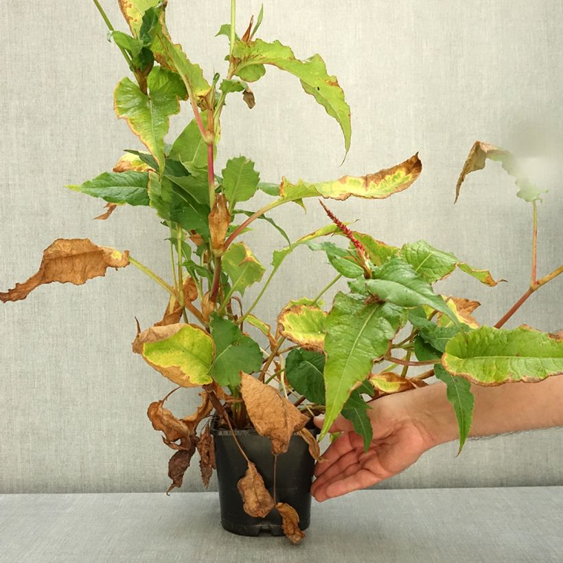 Esemplare di Persicaria amplexicaulis Bloody Mary Vaso da 2L/3L come consegnato in autunno
