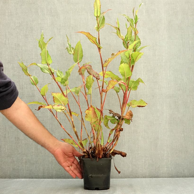 Esemplare di Persicaria amplexicaulis Bloody Mary Vaso da 2L/3L consegnato in estate