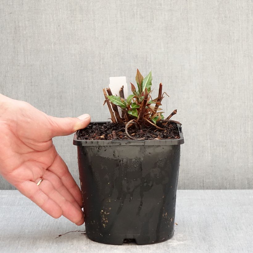 Persicaria amplexicaulis Bloody Mary Vaso da 2L/3L esemplare consegnato in inverno