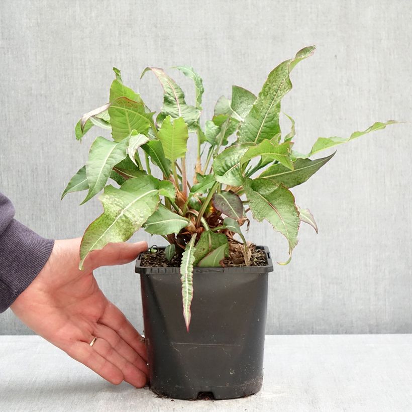 Persicaria amplexicaulis Bloody Mary Vaso da 2L/3L esemplare consegnato in primavera