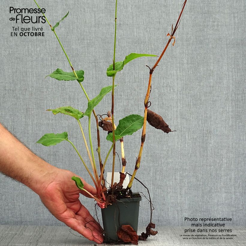 Esemplare di Persicaria amplexicaulis Fat Domino Vasetto da 8/9 cm come consegnato in autunno