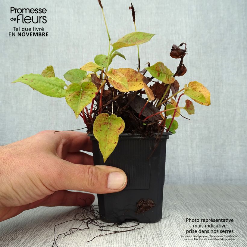Esemplare di Persicaria amplexicaulis Golden Arrow Vasetto da 8/9 cm come consegnato in autunno