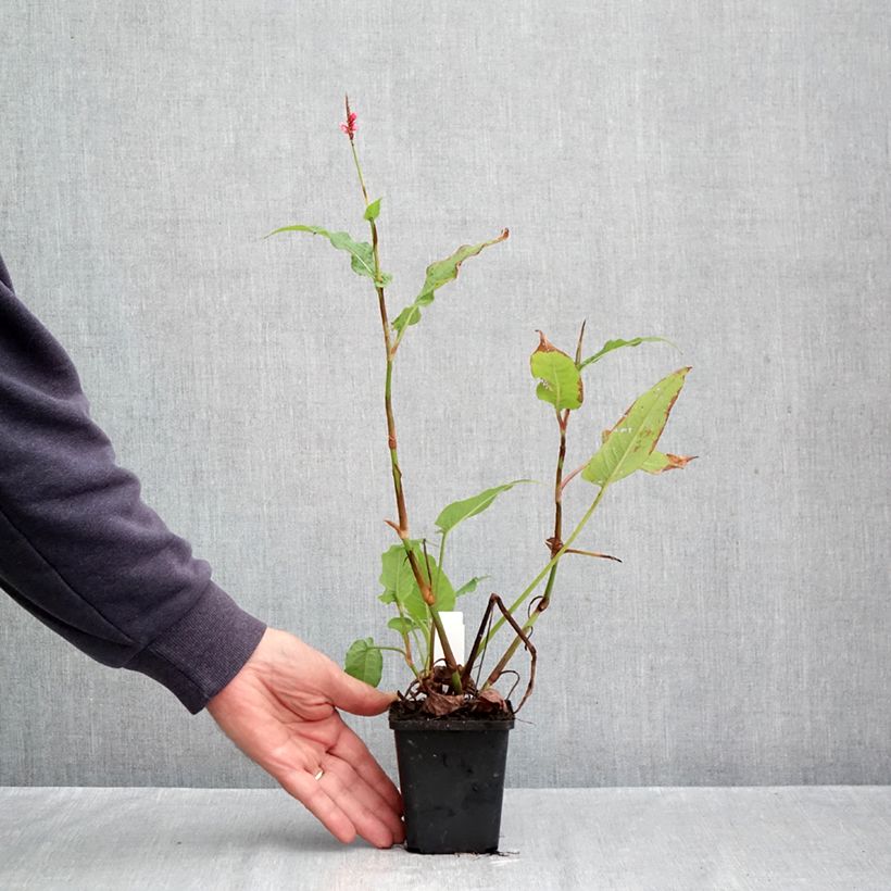 Esemplare di Persicaria amplexicaulis High Society Vasetto da 8/9 cm come consegnato in autunno