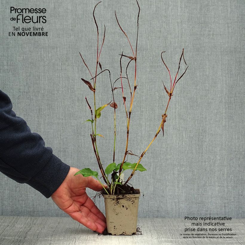 Esemplare di Persicaria amplexicaulis Pink Elephant Vasetto da 8/9 cm come consegnato in autunno