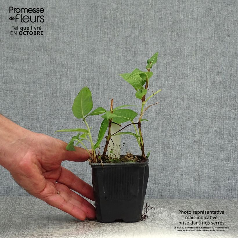 Esemplare di Persicaria amplexicaulis Rosea Vasetto da 8/9 cm come consegnato in autunno