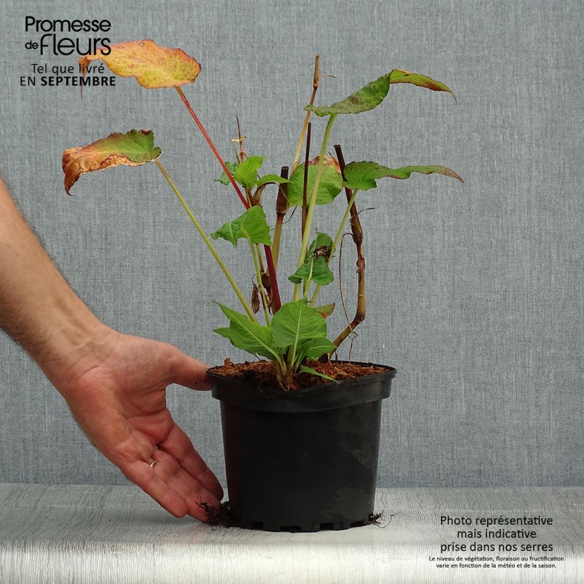 Esemplare di Persicaria amplexicaulis Rosea Vaso da 2L/3L come consegnato in autunno