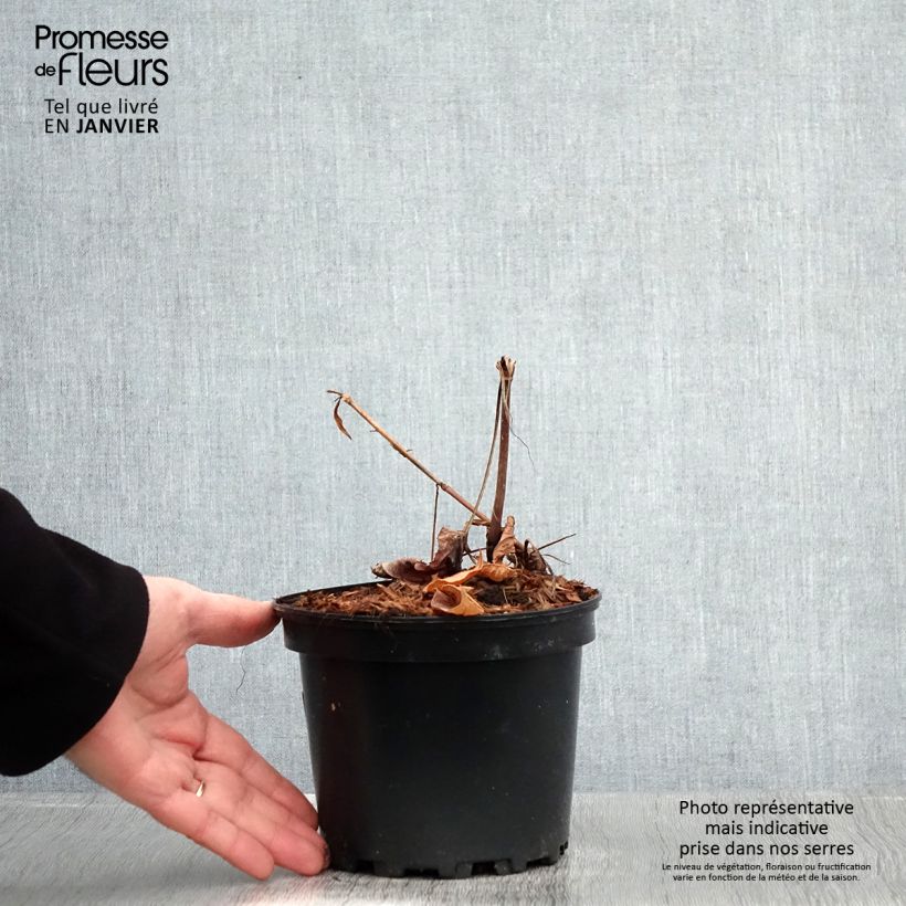 Persicaria amplexicaulis Rosea Vaso da 2L/3L esemplare consegnato in inverno