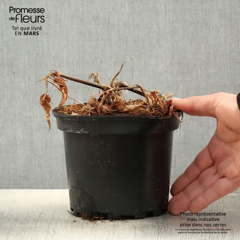 Persicaria amplexicaulis Rosea Vaso da 2L/3L esemplare consegnato in primavera