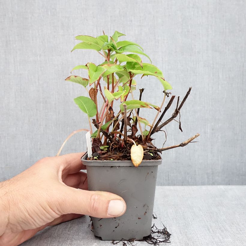 Esemplare di Persicaria amplexicaulis var. pendula Vasetto da 8/9 cm come consegnato in autunno