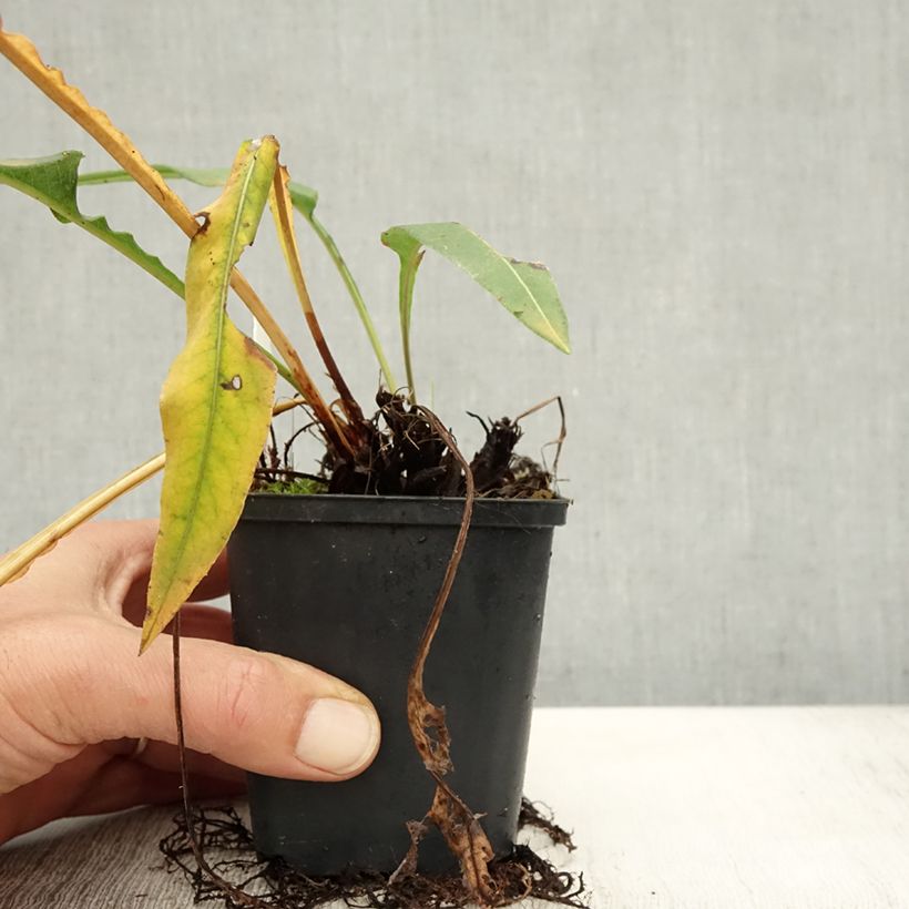 Esemplare di Persicaria bistorta Hohe Tatra - Bistorta Vasetto da 8/9 cm come consegnato in autunno