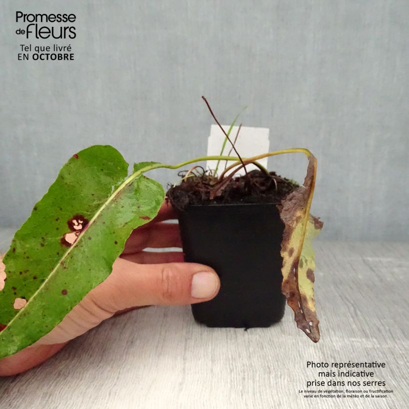 Esemplare di Persicaria bistorta Superba - Bistorta Vasetto da 8/9 cm come consegnato in autunno