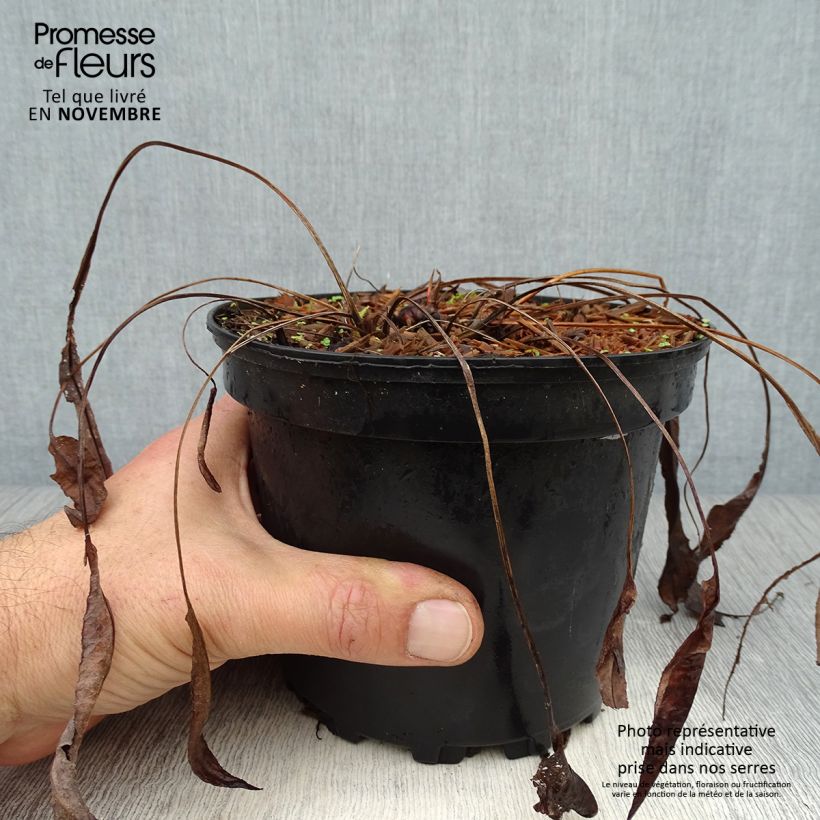 Esemplare di Persicaria bistorta Superba - Bistorta Vaso da 2L/3L come consegnato in autunno