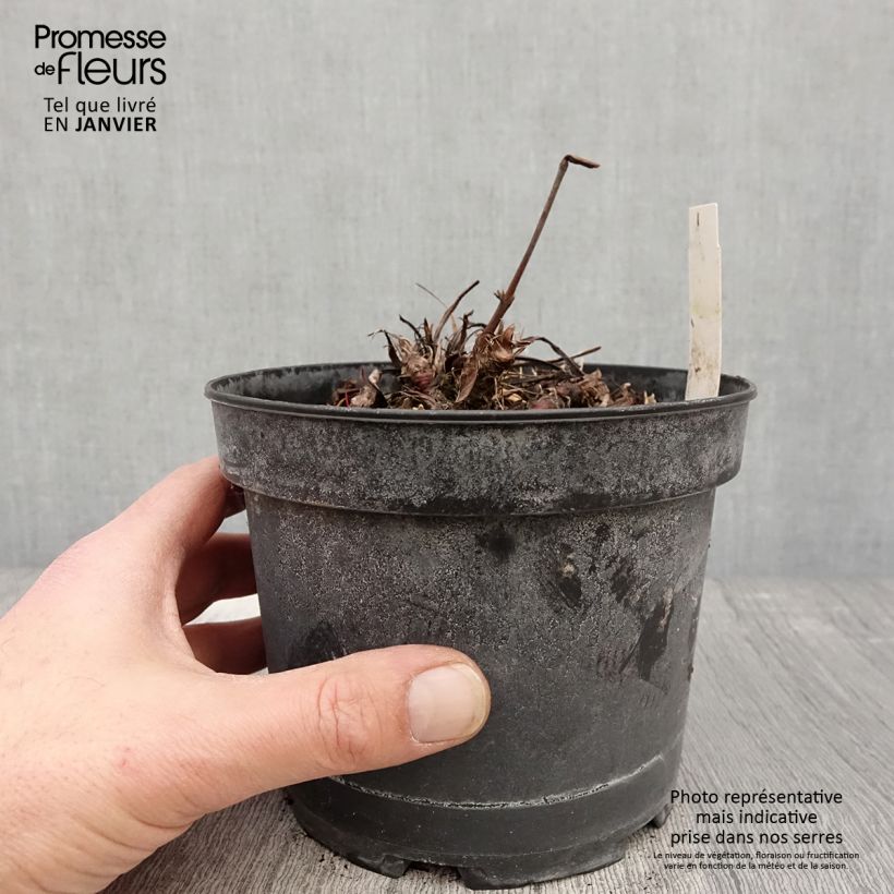 Persicaria bistorta Superba - Bistorta Vaso da 2L/3L esemplare consegnato in inverno