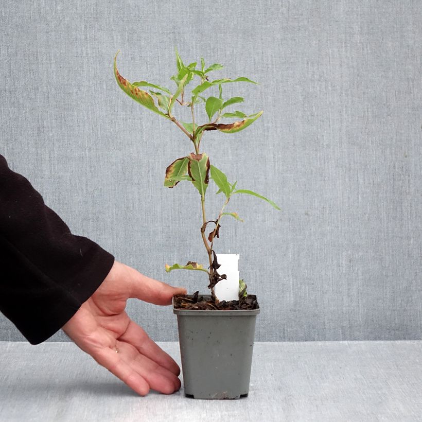 Esemplare di Persicaria dshawachischwilii Vasetto da 8/9 cm come consegnato in autunno