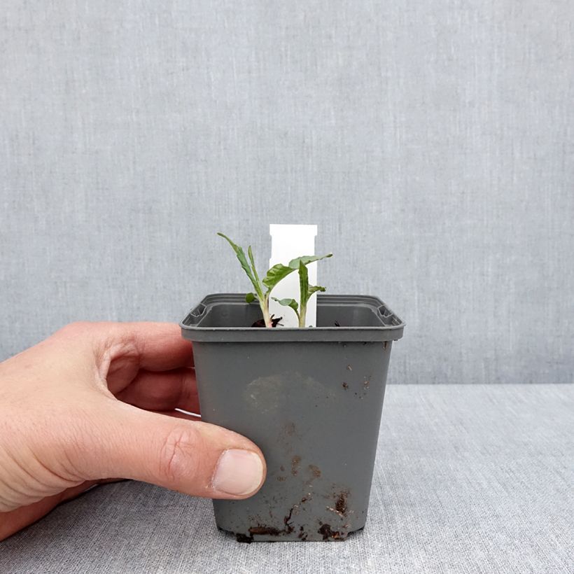 Persicaria dshawachischwilii Vasetto da 8/9 cm esemplare consegnato in primavera