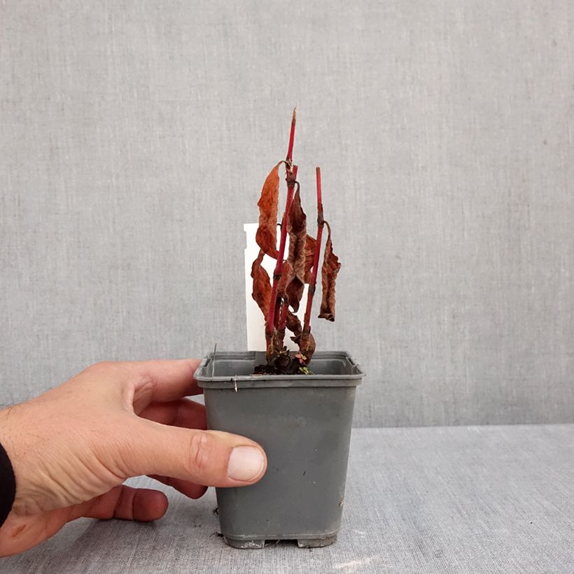 Esemplare di Persicaria virginiana var. filiformis Vasetto da 8/9 cm come consegnato in autunno